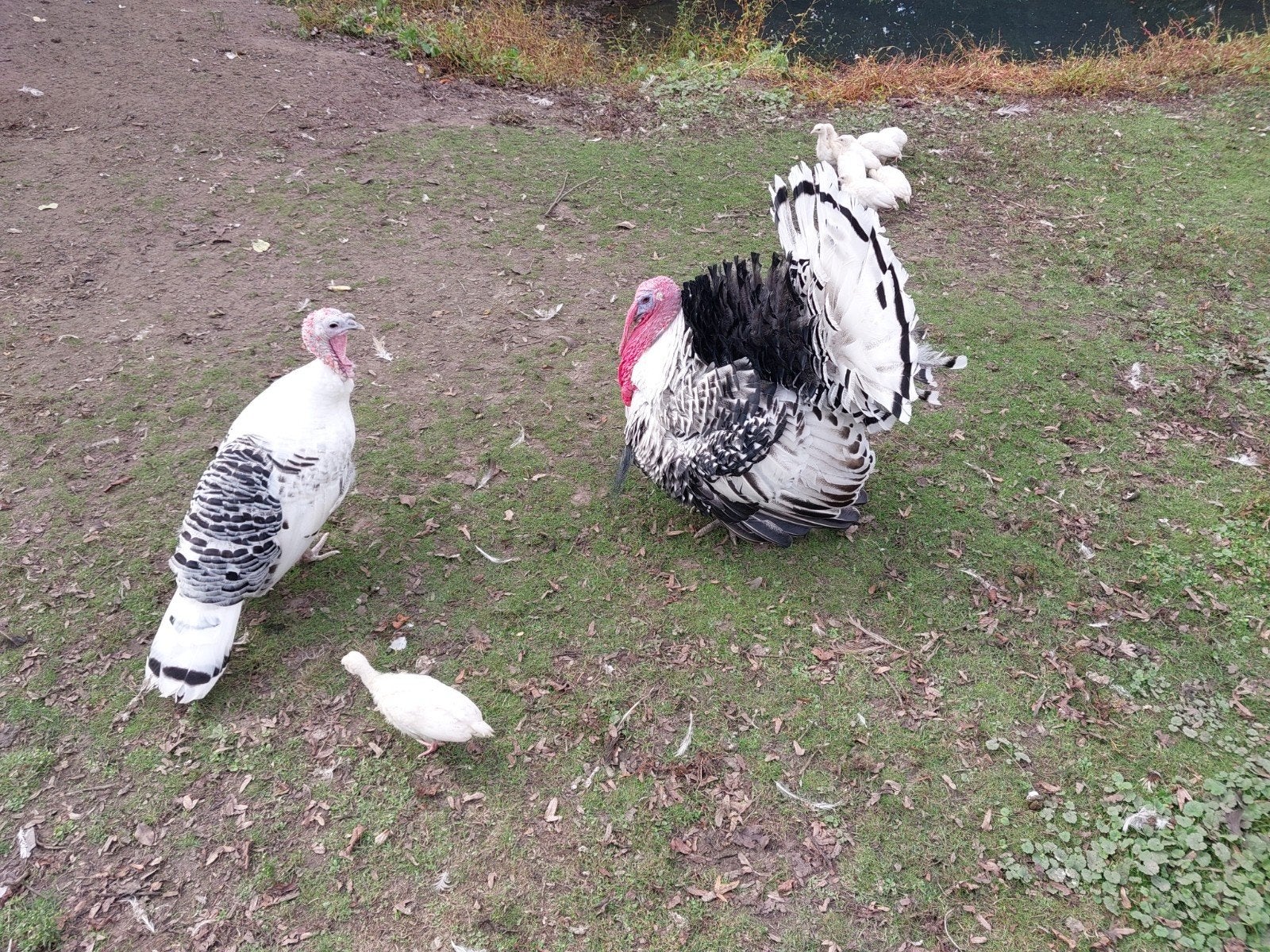 ronquiere kalkoenen, 4 weken oud, Dieren en Toebehoren, Meerdere dieren, Kalkoen