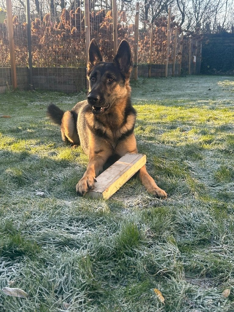 Duitse Herder, Dieren en Toebehoren, Reu, Parvo, Eén hond, 3 tot 5 jaar