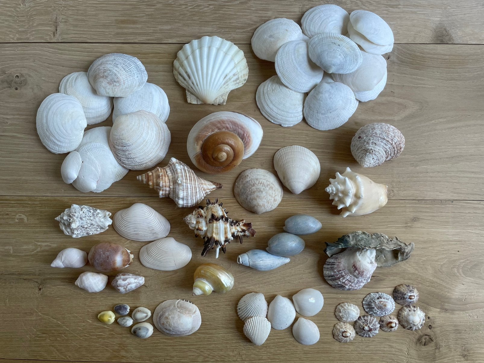 Schelpen verzameling mix van allerlei., Ophalen of Verzenden, Schelp(en)