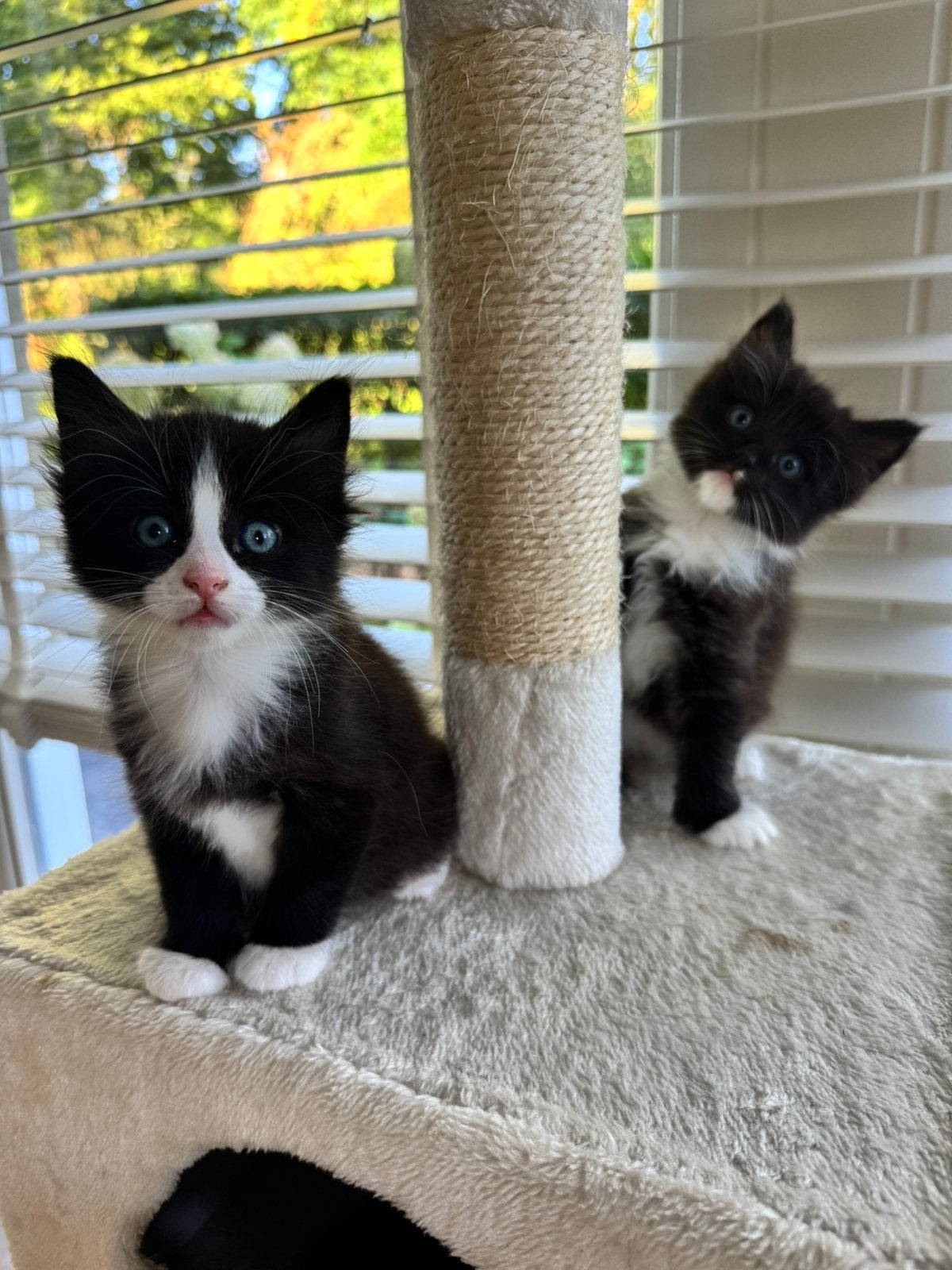 Siamese/ ragdoll kittens, Dieren en Toebehoren, Geslacht onbekend, Ontwormd, 0 tot 2 jaar