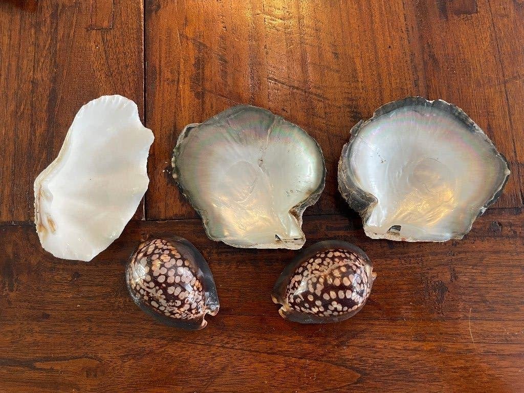 5 bijzondere Schelpen, Verzamelen, Ophalen of Verzenden, Schelp(en)