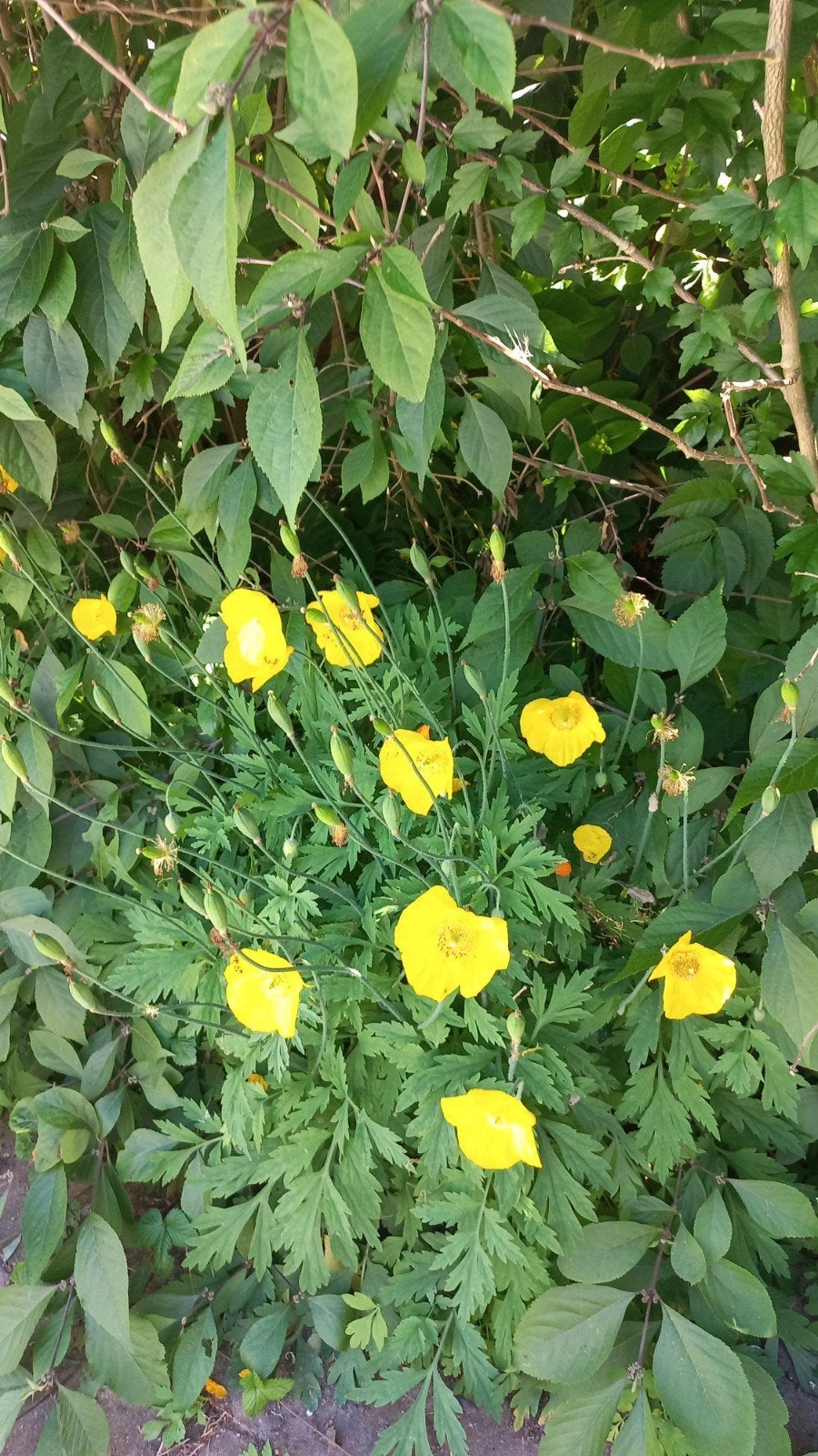Gele papaver, Ophalen, Volledige schaduw, Zaad