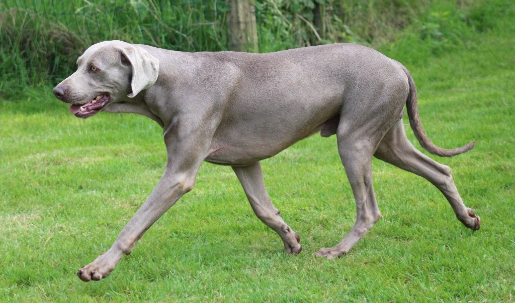 Weimaraner, Parvo, Buitenland, Eén hond, Fokker | Professioneel
