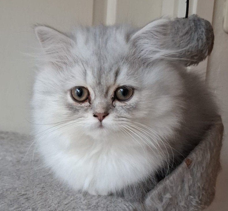 Britse langhaar kittens mogen verhuizen, Meerdere dieren, Ontwormd