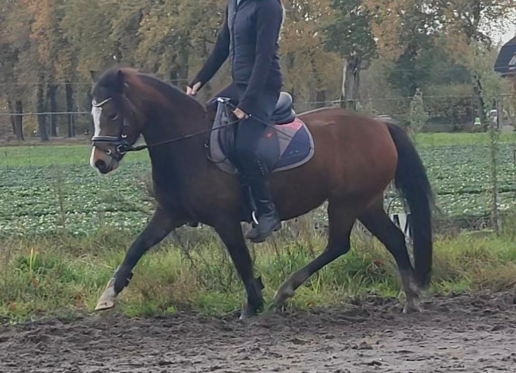 WelshB zoekt ruiter om samen te gaan shinen!, Dieren en Toebehoren, Pony's, Merrie, Dressuurpony, 3 tot 6 jaar, B pony (1.17m tot 1.27m)
