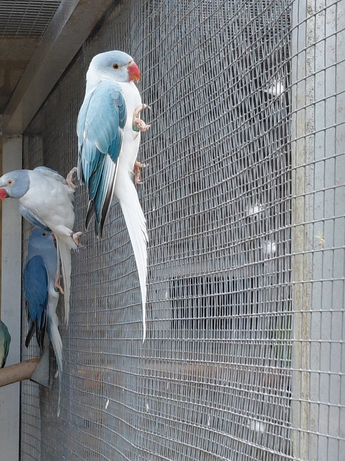 blauw opaline wtkwst man halsbandparkiet, Dieren en Toebehoren, Vogels | Parkieten en Papegaaien, Mannelijk, Parkiet, Geringd