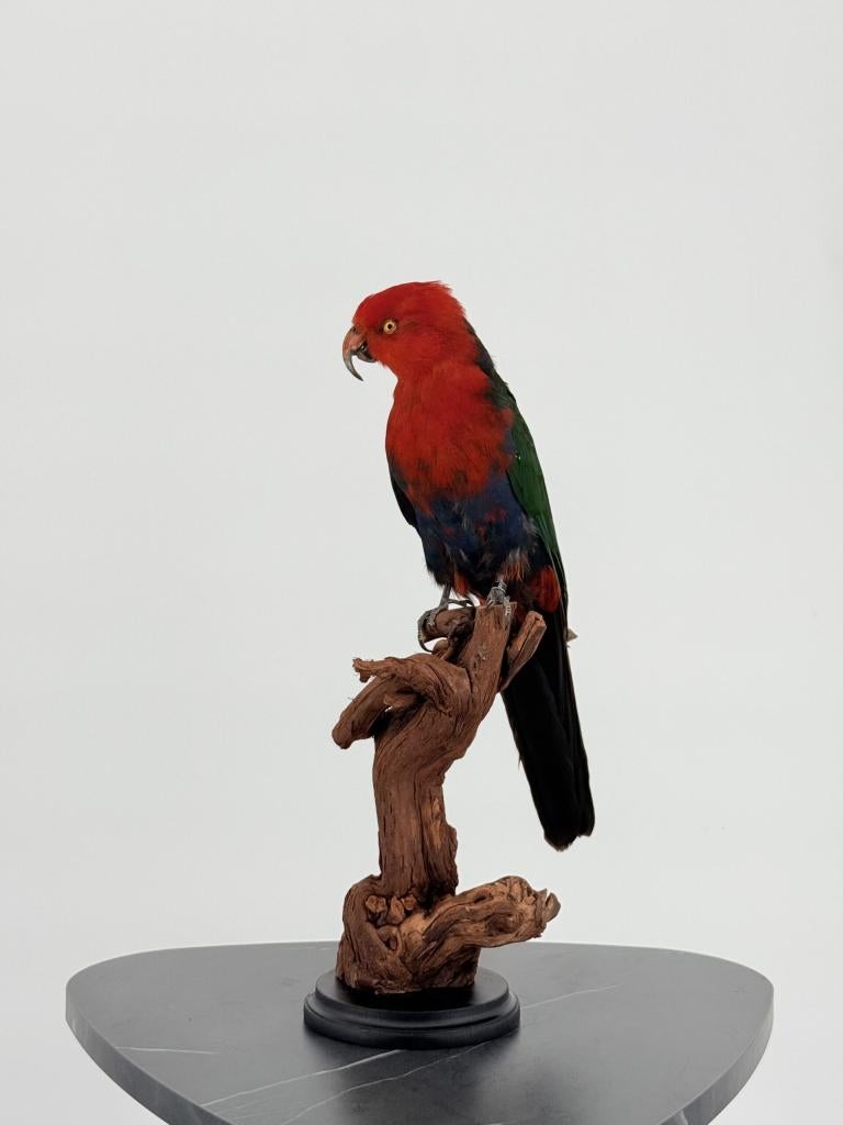 Taxidermie Koningsparkiet op houten stronk, Ophalen of Verzenden, Nieuw, Vogel, Opgezet dier