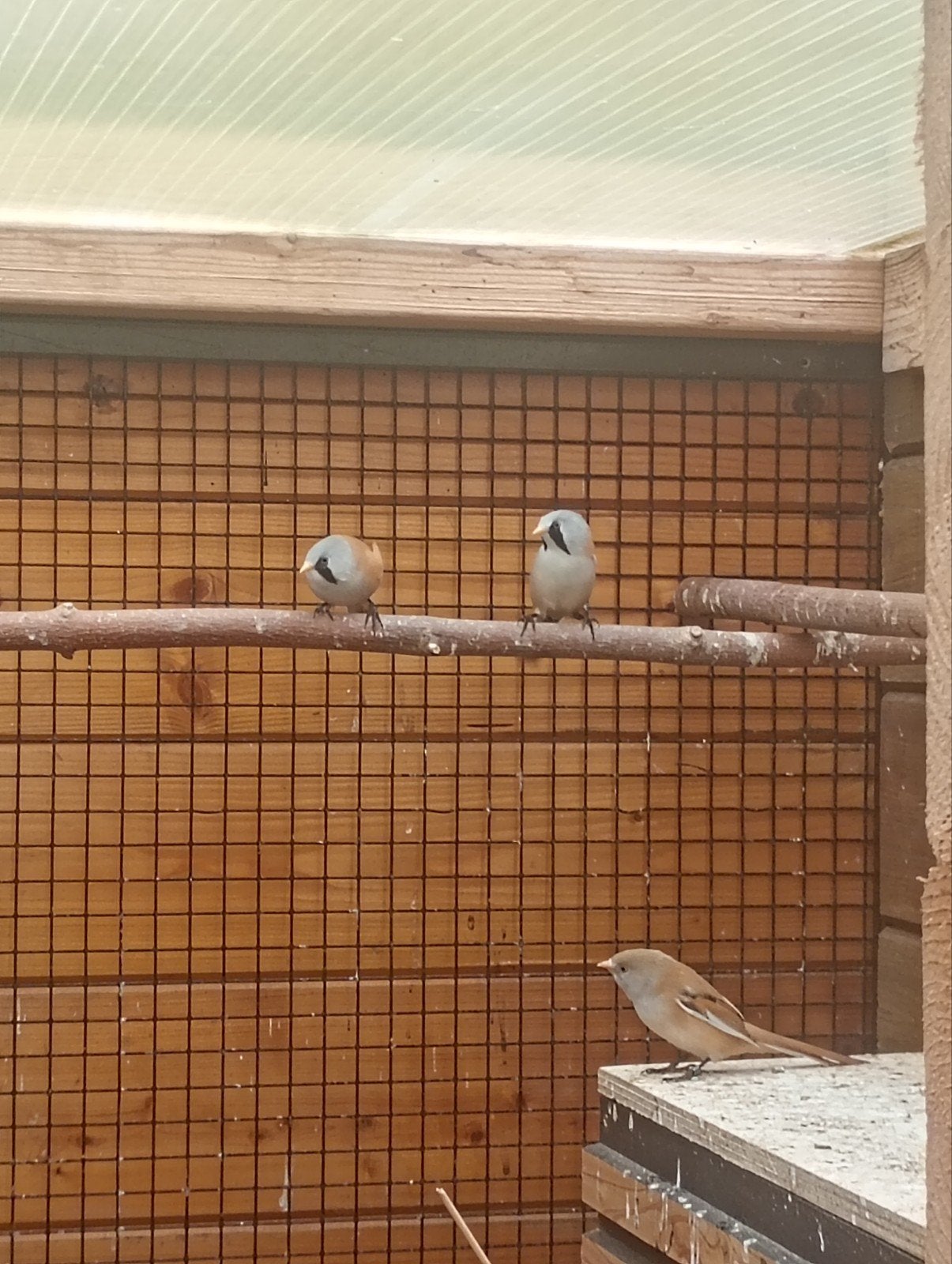 mooie baardmannetjes allen nog maar mannen, Dieren en Toebehoren