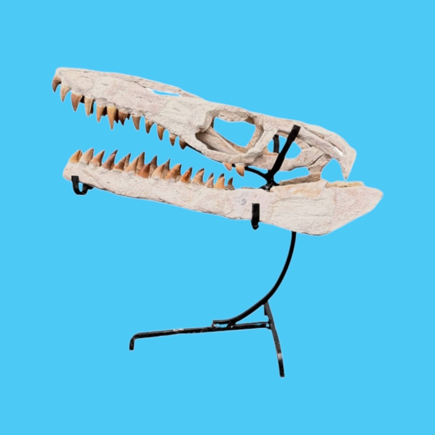 Fossielen Mosasaurus schedel op standaard 43 cm, Verzamelen, Ophalen of Verzenden, Fossiel