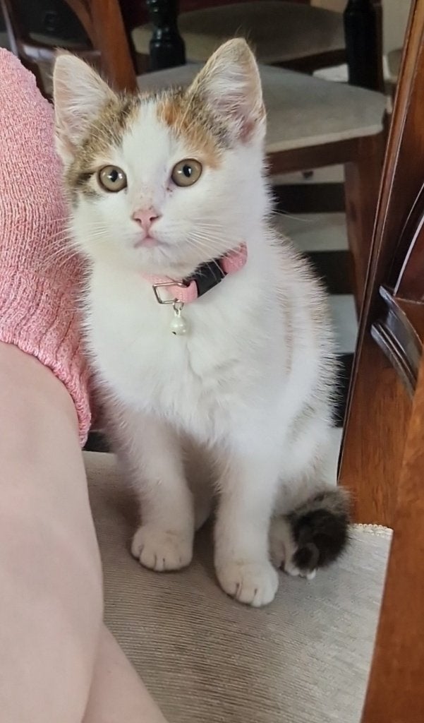 Lieve Boerderij Kittens Te Koop, Meerdere dieren, Kortharig, 0 tot 2 jaar