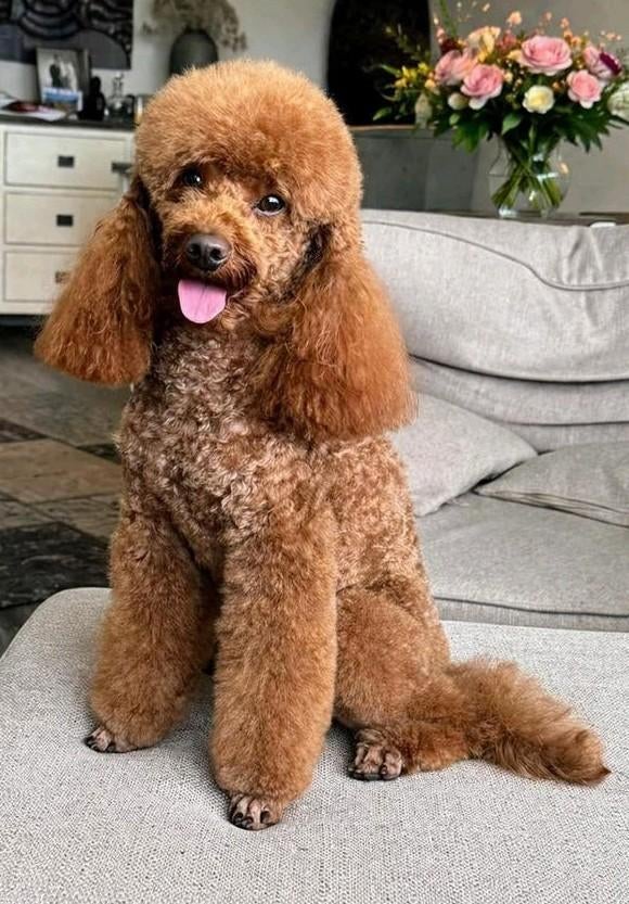Dwergpoedel dekreu, Poedel, Reu, Parvo, Eén hond