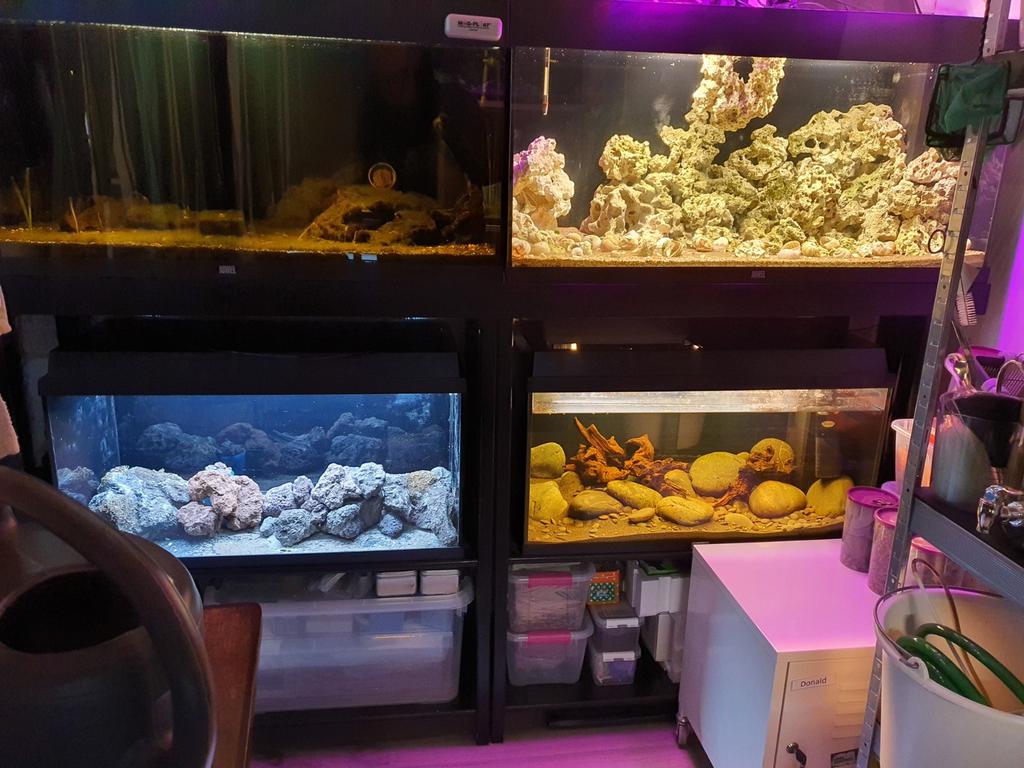 Aquarium stelling met 2 x juwel rio 180 en 2 x primo 110, Dieren en Toebehoren, Vissen | Aquaria en Toebehoren, Ophalen, Inclusief toebehoren
