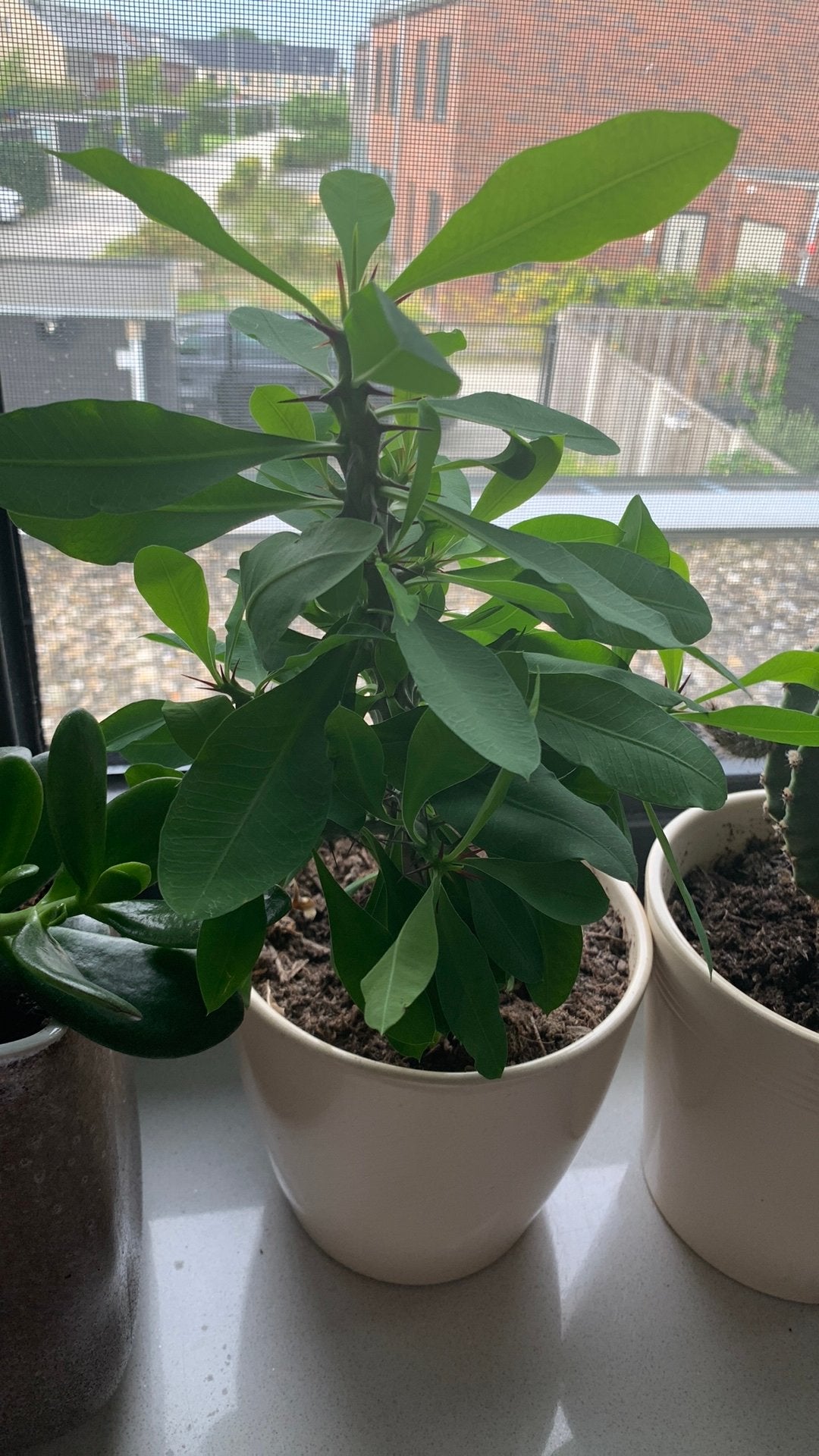 Cactus plant met pot €8, Huis en Inrichting, Ophalen, Cactus, Volle zon, Minder dan 100 cm