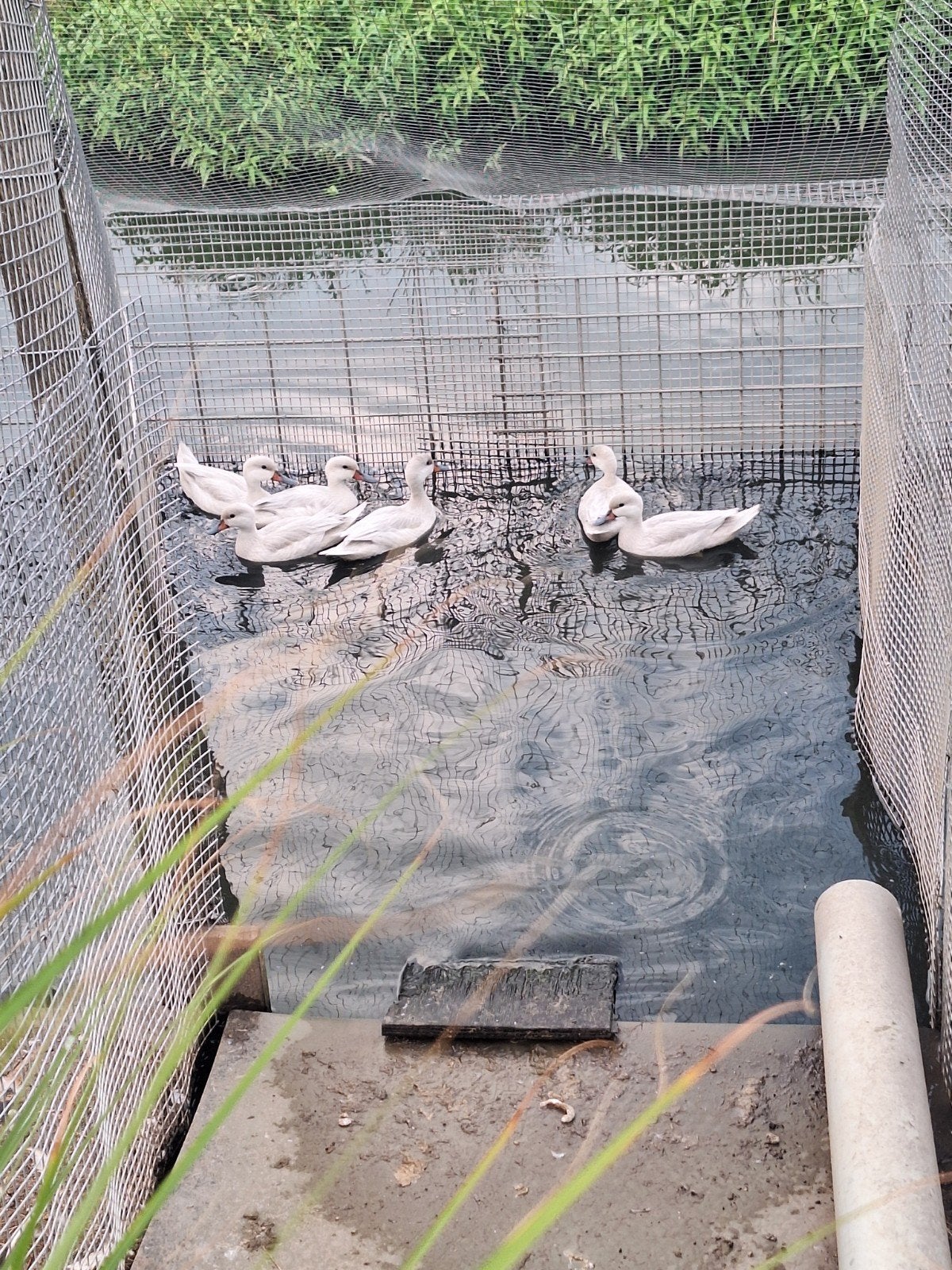 Siereenden watervogels zilveren bahama pijlstaarten, Dieren en Toebehoren, Meerdere dieren, Eend