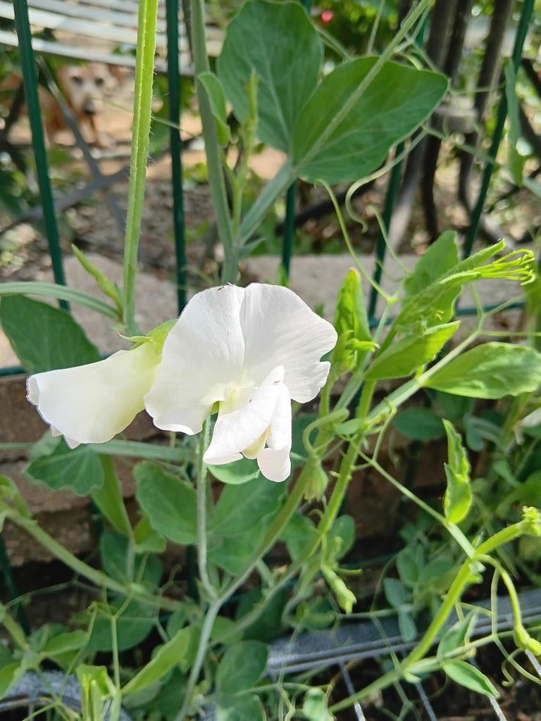 Biologische Lathyrus Night & Day Zaden, Ophalen of Verzenden, Volle zon