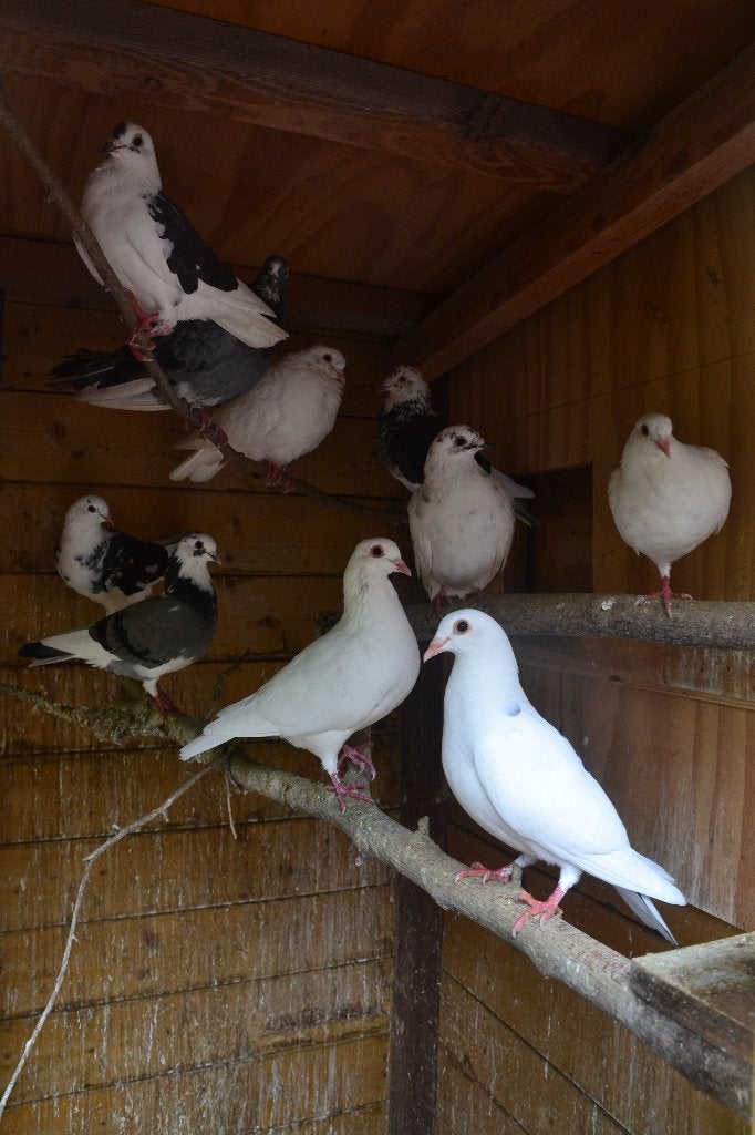 Mooie witte en bonte sierduiven aangeboden, Dieren en Toebehoren, Pluimvee, Meerdere dieren, Overige soorten