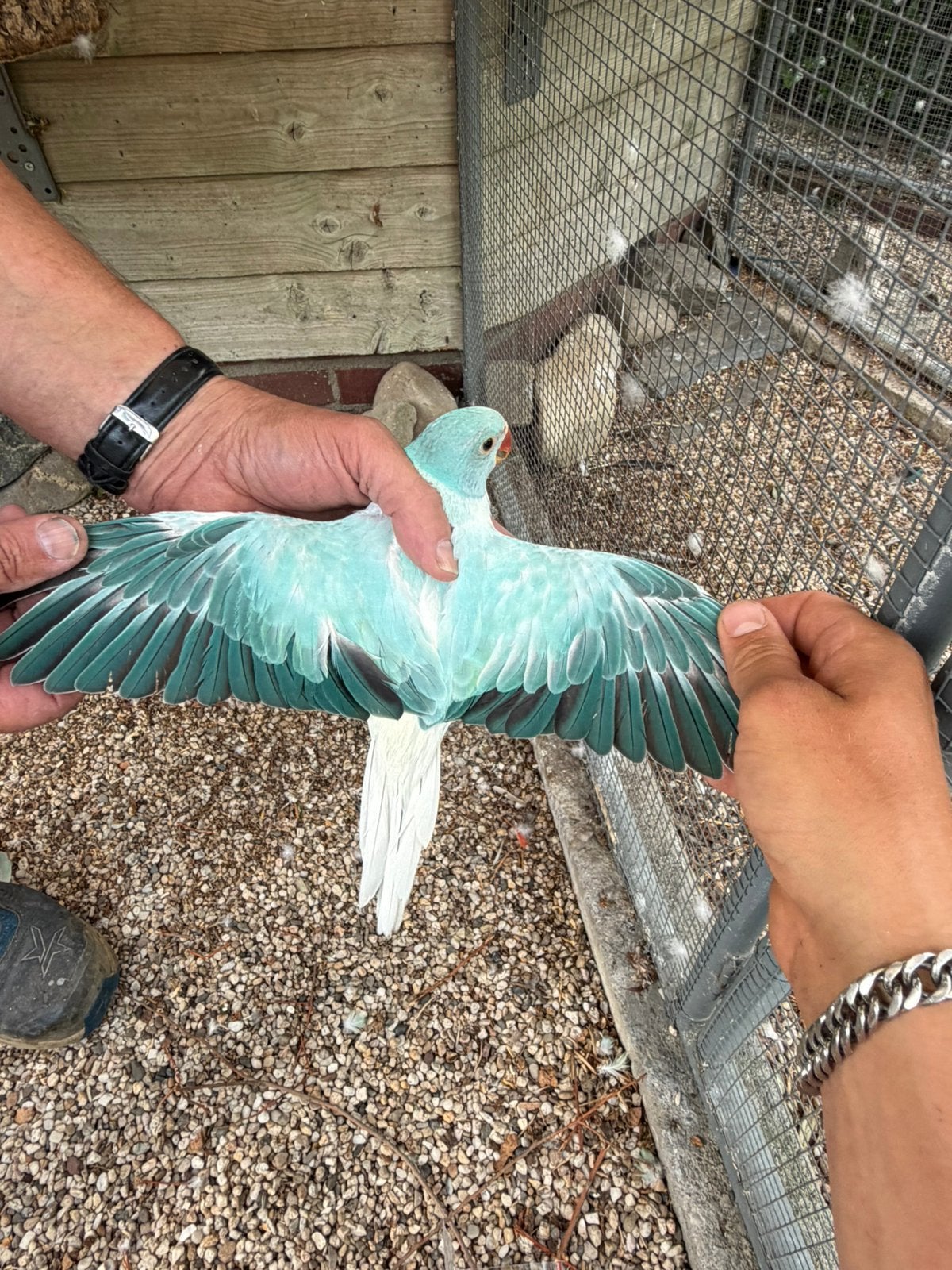 Turquoise blauwe opaline bleekstaart pop, Meerdere dieren, Parkiet, Geringd