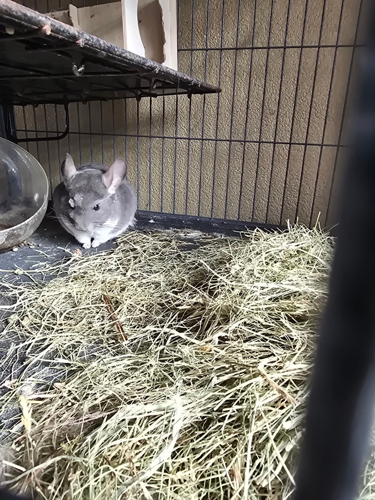 2 chinchilla s met grote kooi, April, Mannelijk, Chinchilla