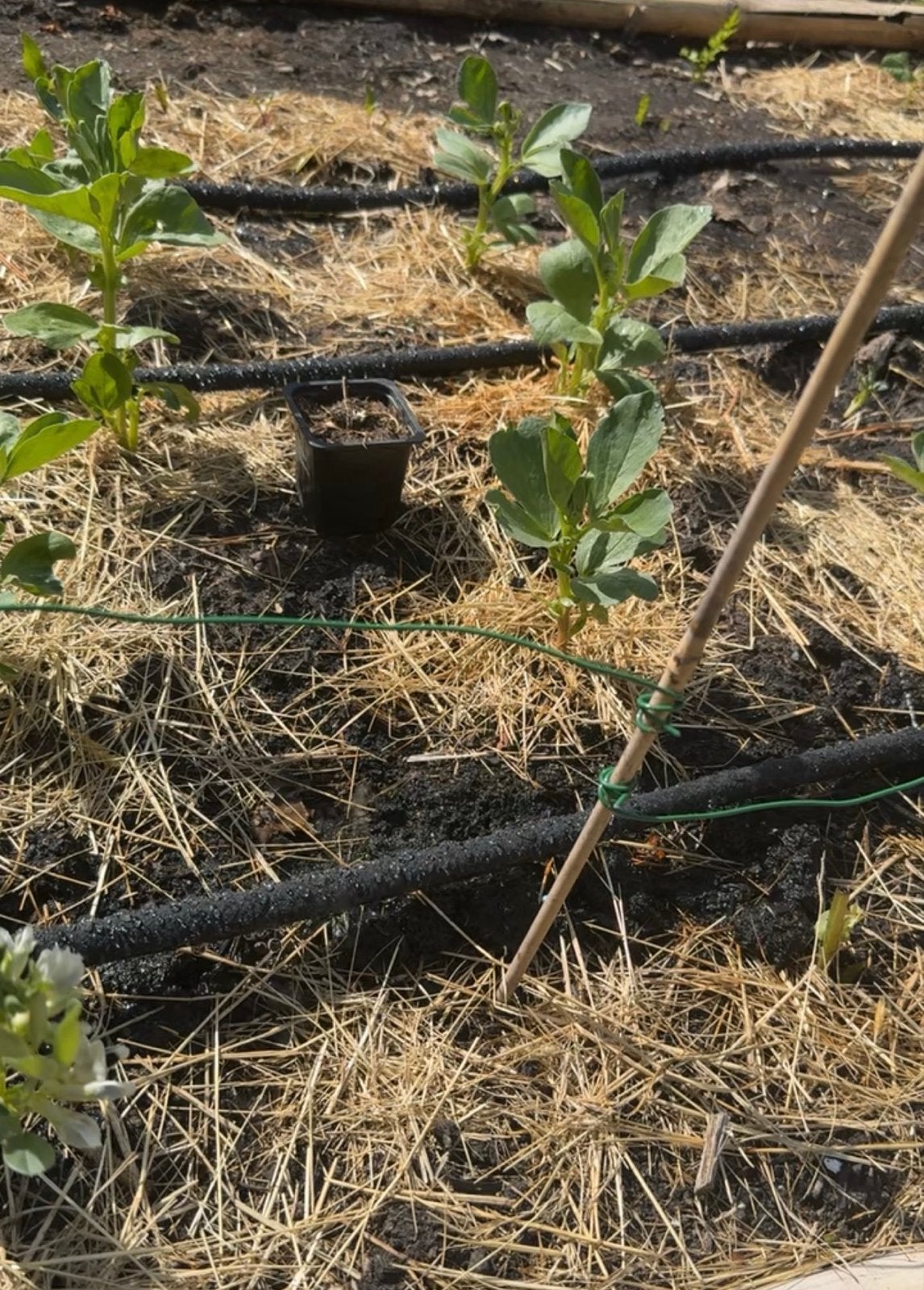 Druppelslang 15 meter, Tuin en Terras, Druppelsystemen, Ophalen, Nieuw