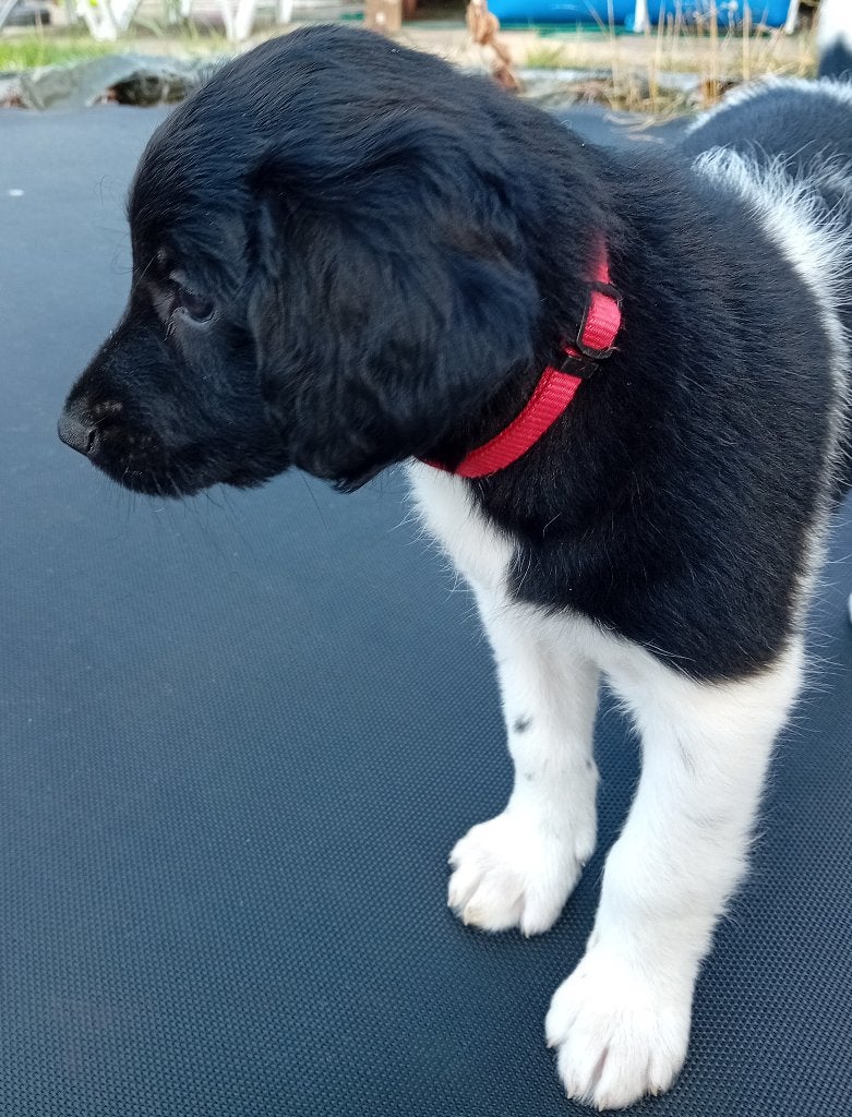 lieve friese stabij puppies 12 juni 2026 pups  3x, Parvo, 8 tot 15 weken, Meerdere, Meerdere dieren