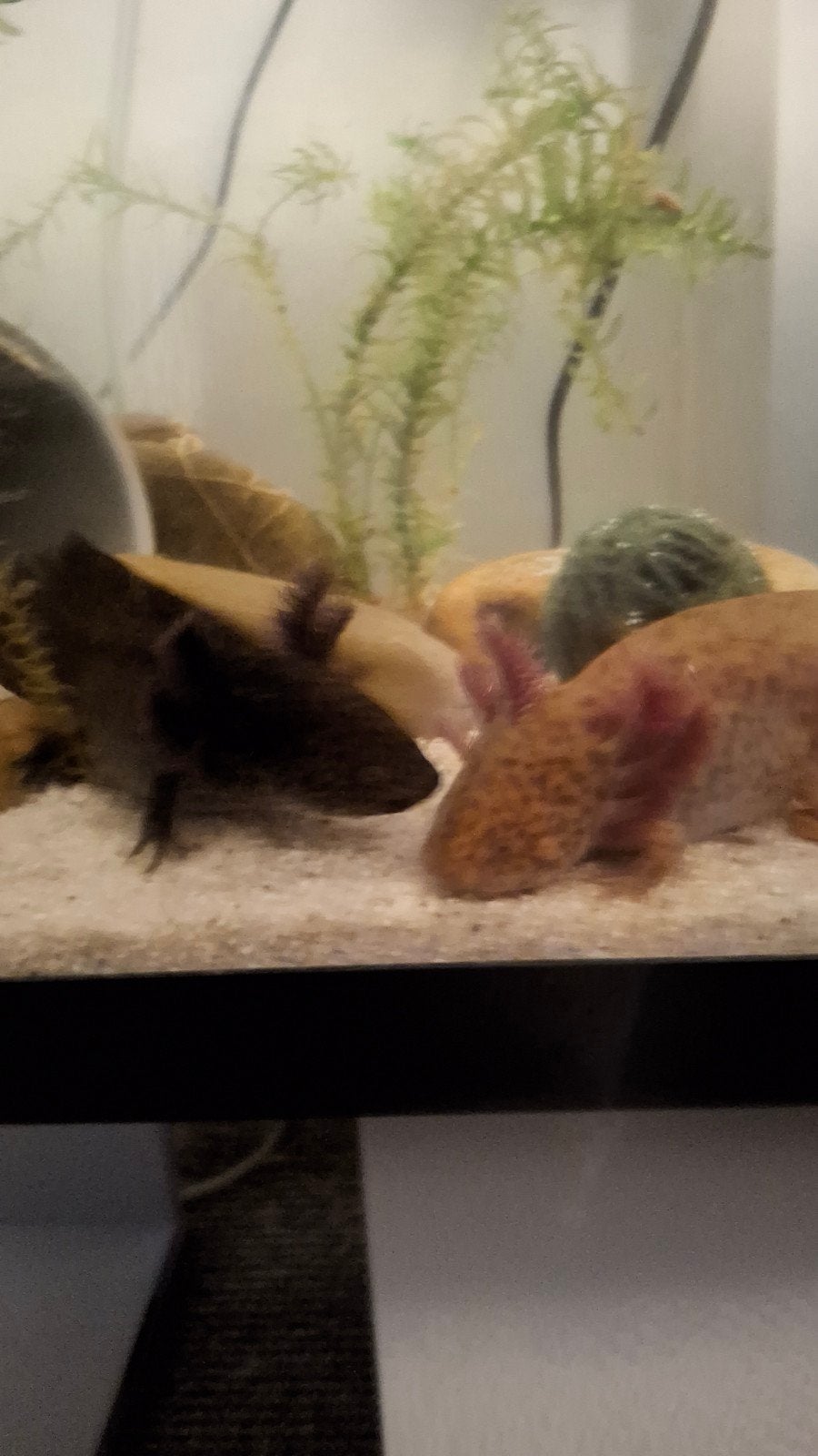 Axolotls ter overname, Dieren en Toebehoren, Amfibie, 0 tot 2 jaar