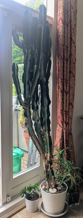 Cactus, Ophalen, 200 cm of meer, Halfschaduw, Groene kamerplant