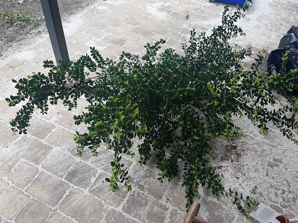 Ilex crenata 1x1,5m, Ophalen, Overige soorten, Minder dan 100 cm