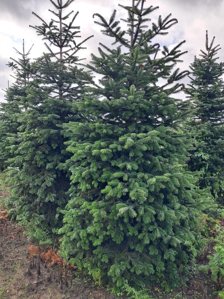 kerstbomen, Ophalen
