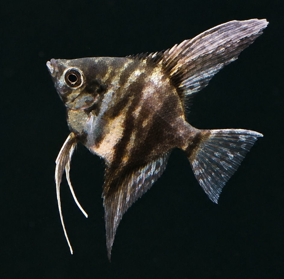 Maanvissen Pterophyllum scalare – Wildkleur & Marble – ACTIE, Dieren en Toebehoren, Vis