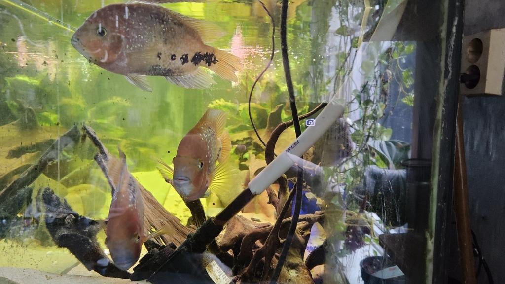 vieja synspilum blue spotted, Vis, Zoetwatervis