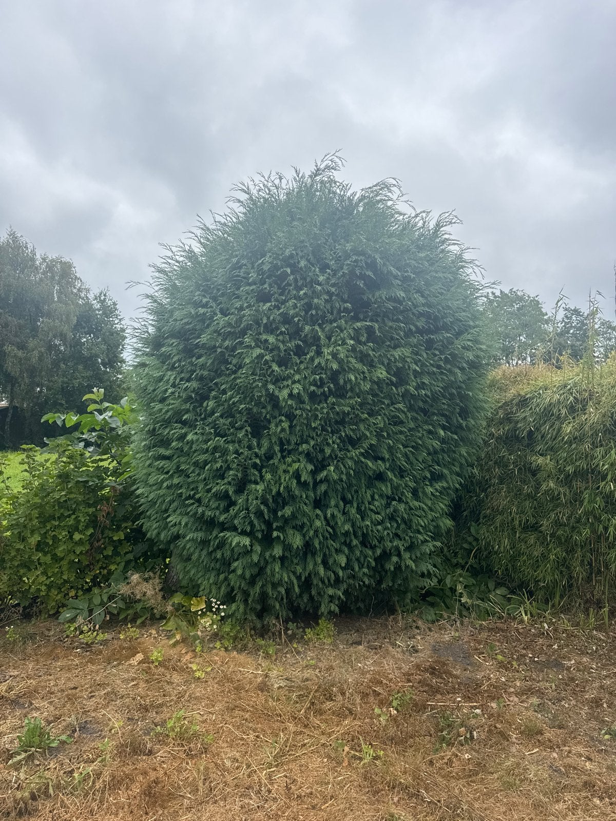 Grote, volle conifeer, Tuin en Terras, Planten | Bomen, Bloeit niet, Overige soorten, 400 cm of meer, Ophalen