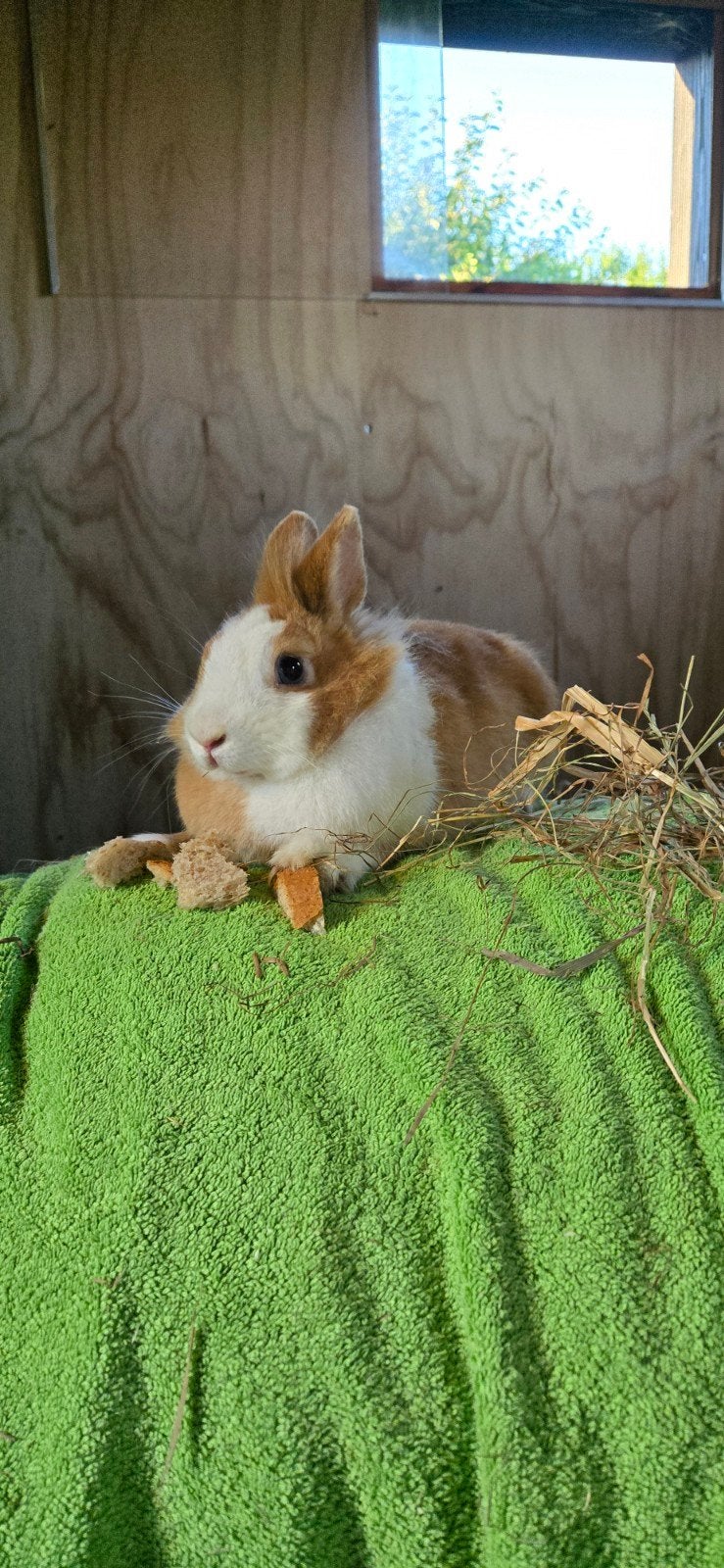 Konijn, Vrouwelijk, Middelgroot, 3 tot 5 jaar