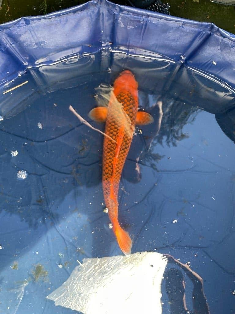 hi asagi Japanse koi, Karper of Koi