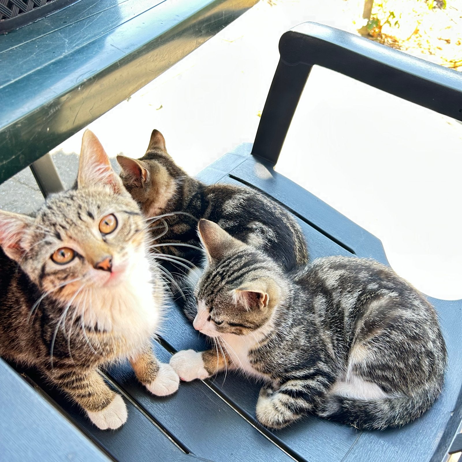 Prachtige boerderij kittens, Dieren en Toebehoren, Katten en Kittens | Overige Katten, Meerdere dieren, Kortharig, 0 tot 2 jaar