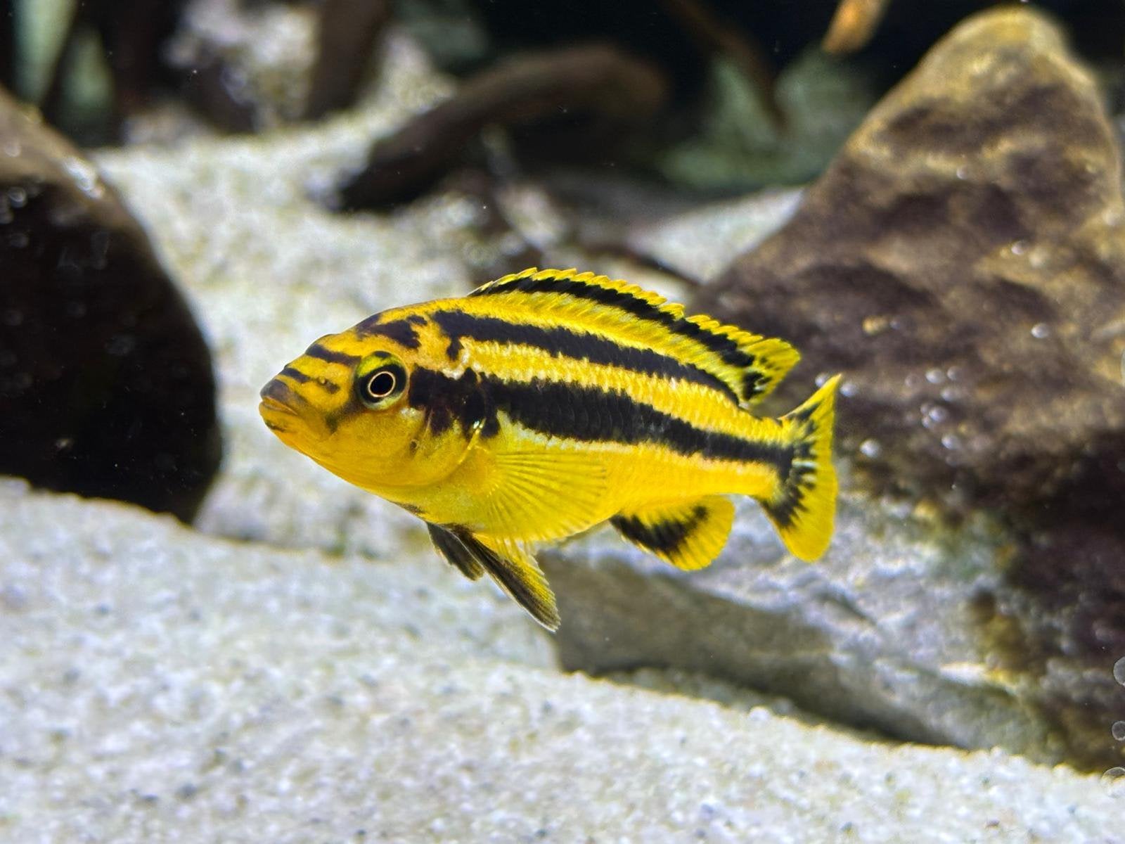 Melanochronis Chipokae ( malawi cichlide ), Dieren en Toebehoren, Vis