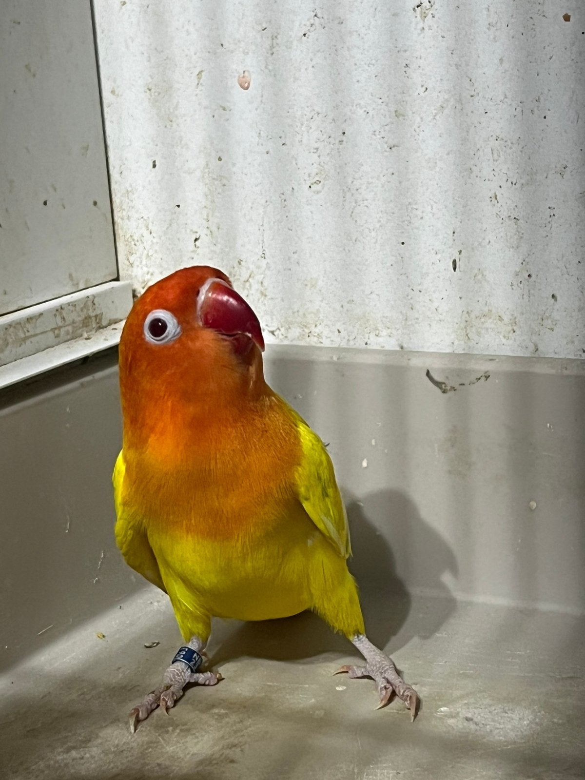 Koppel Fischeri Lutino Opaline Geringd 2023/2024, Meerdere dieren, Dwergpapegaai of Agapornis, Geringd