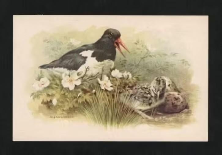 Texel Scholekster Eieren Jong., Ophalen of Verzenden, 1960 tot 1980, Gelopen, Vogel