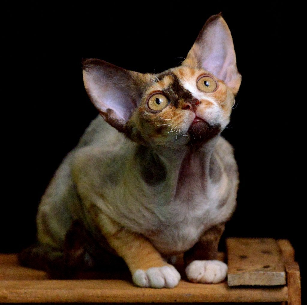 Devon Rex  raszuivere -kat met STAMBOOM, Poes, Met stamboom, 0 tot 2 jaar