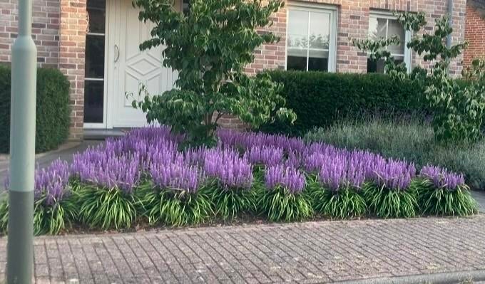 Vaste planten Liriope 'Moneymaker' groenblijvend., Ophalen, Overige soorten, Halfschaduw