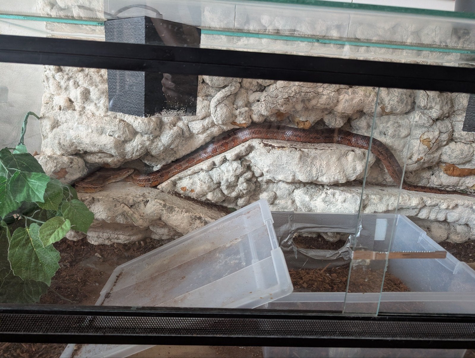 Volwassen Rattenslang met groot terrarium Rat Snake photo 7