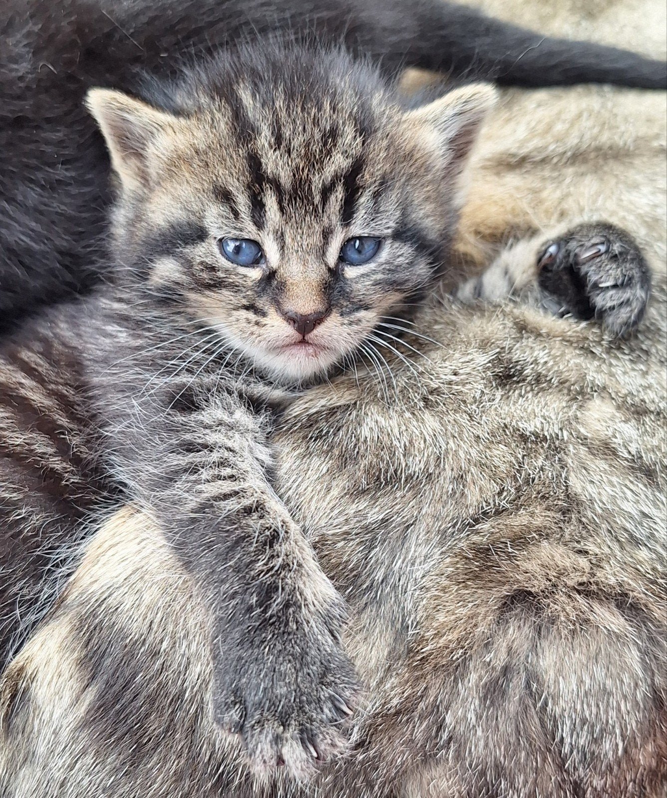 Super mooie lieve tamme kittens!, Meerdere dieren, Kortharig, 0 tot 2 jaar