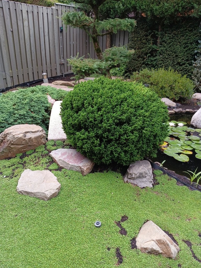 GRATIS - Langzame groei struik Picea Abies Tompa 140L x80 H, Ophalen, Overige soorten, Struik, Minder dan 100 cm