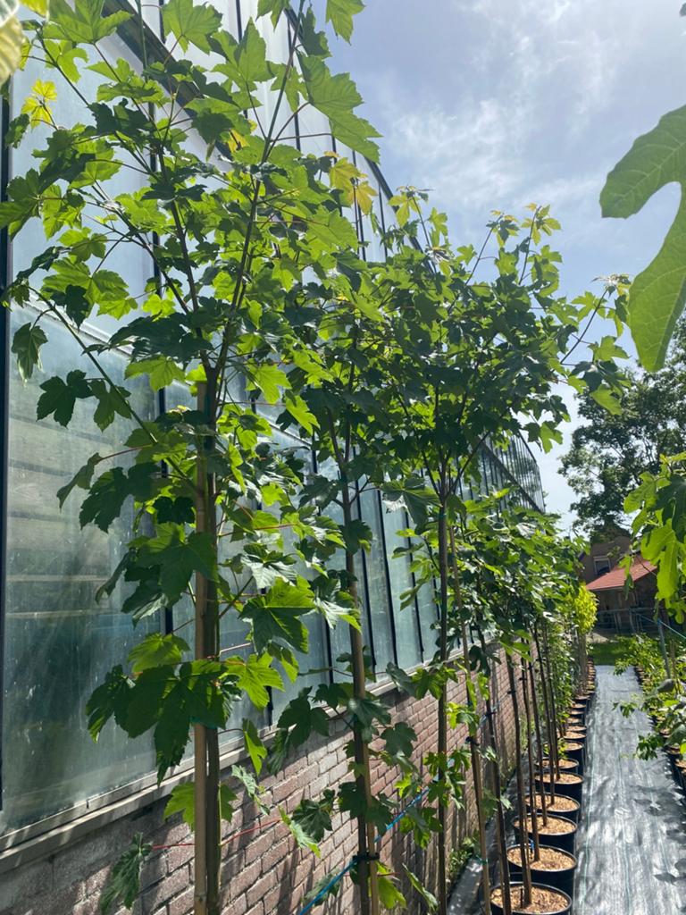 Esdoorn boom in pot, Ophalen, In pot, 250 tot 400 cm