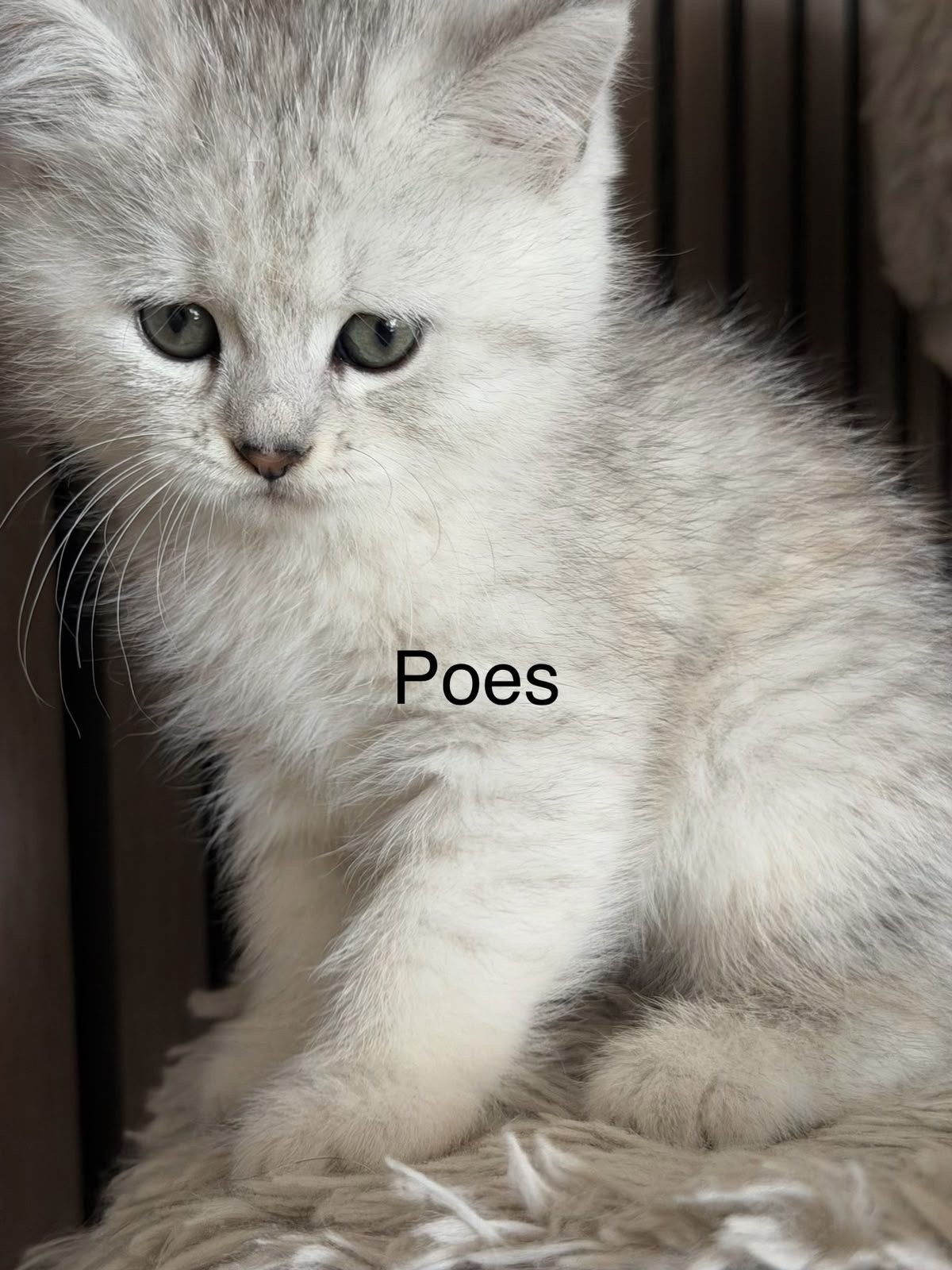 Twee kittens Britsh korthaar, Dieren en Toebehoren, Meerdere dieren, Ontwormd, 0 tot 2 jaar