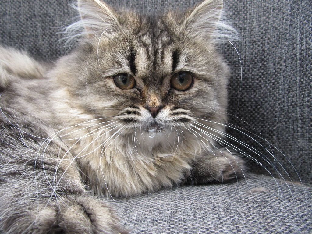 super leuke poes, Poes, Ontwormd, 0 tot 2 jaar
