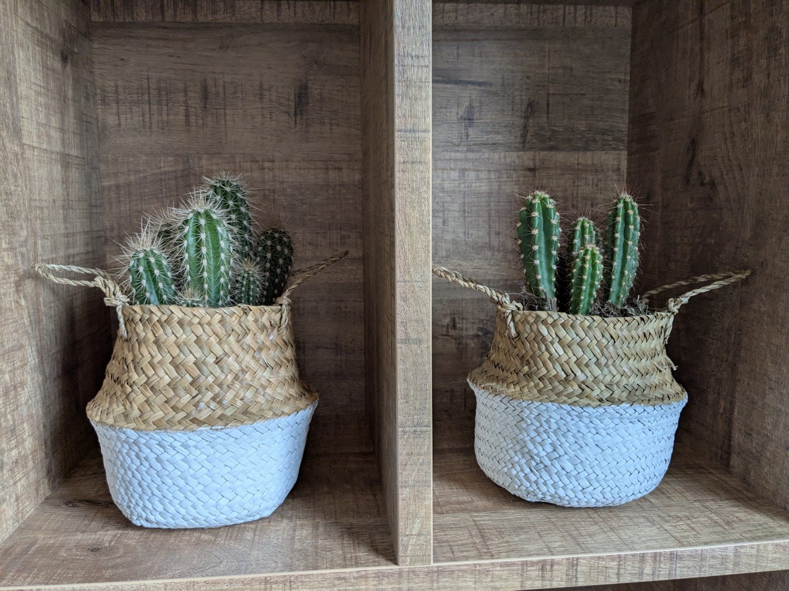Cactus in rieten pot - Set van 2, Ophalen, Minder dan 100 cm, In pot, Cactus