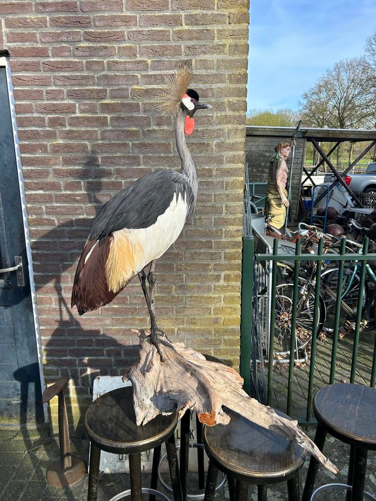 Prachtige recent opgezette kroonkraanvogel, Ophalen of Verzenden, Zo goed als nieuw, Vogel, Opgezet dier