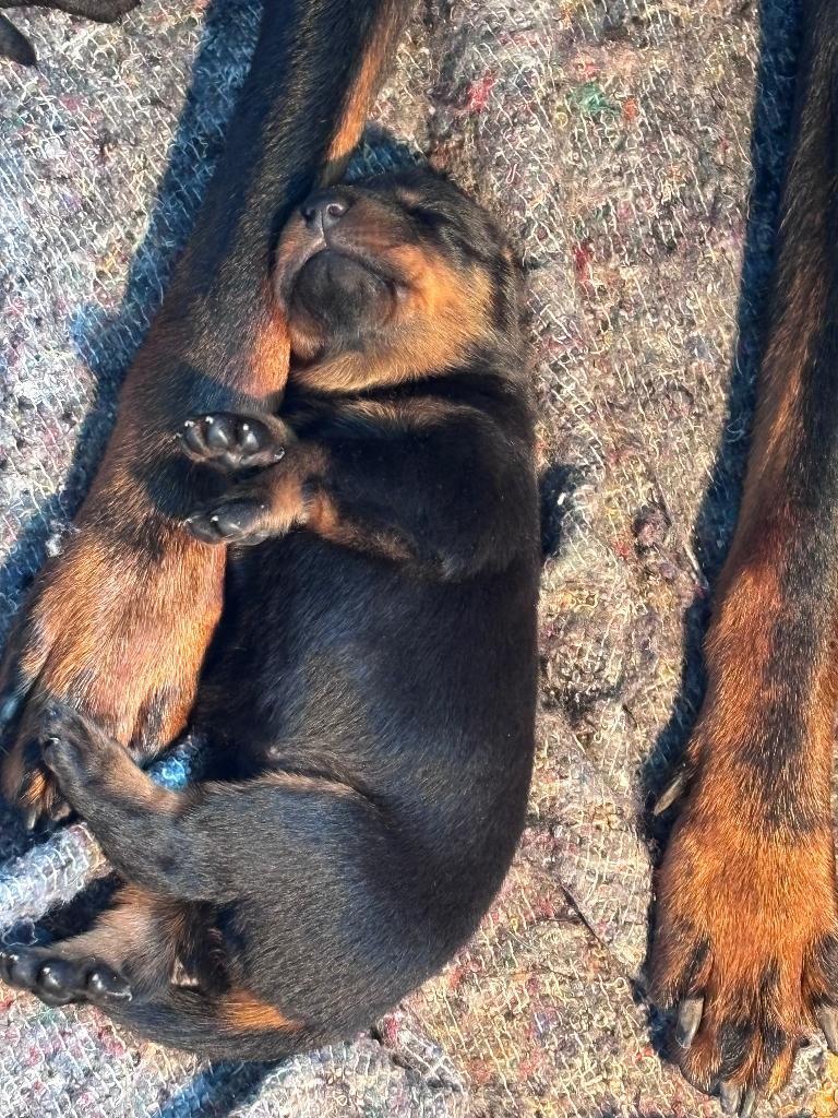 Beauceron Pups, Parvo, België, Particulier, Overige rassen