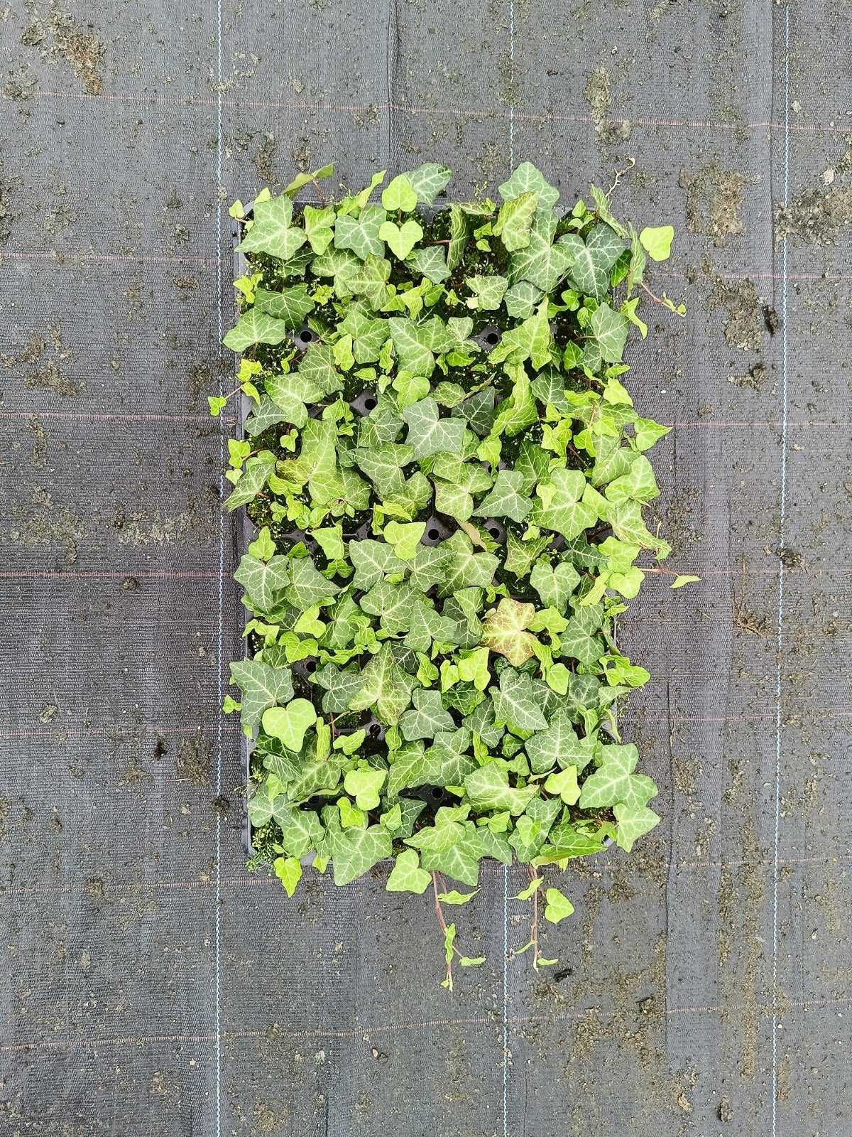 Hedera stek - Klimop plantjes, Vaste plant, Ophalen of Verzenden, Bloeit niet, Halfschaduw