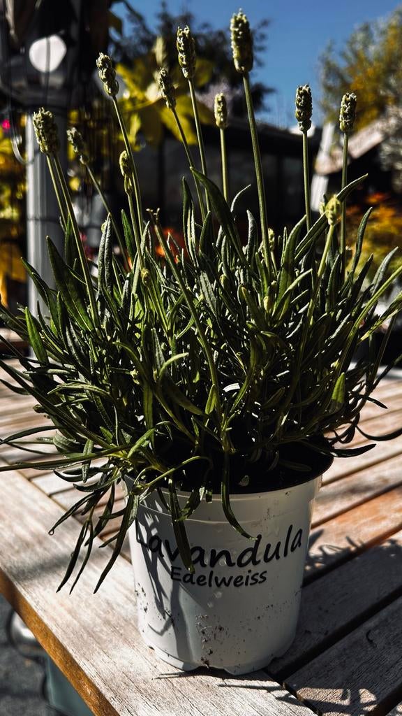 Lavandula Edelweiss - witte bloemen Geurende Lavendelplant, Ophalen, Volle zon, Vaste plant, Kruiden